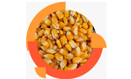 yellow corn